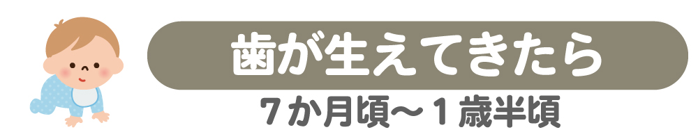 歯が生えてきたら(７か月頃～１歳半頃)